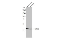 Invitrogen ATP5J Recombinant Rabbit Monoclonal Antibody (HL2934) 100 &mu;L;