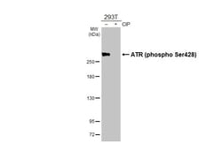 Invitrogen Phospho-ATR (Ser428) Recombinant Rabbit Monoclonal Antibody