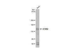 Invitrogen Ataxin 2 Recombinant Rabbit Monoclonal Antibody (HL2885) 100