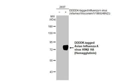 Invitrogen&trade;&nbsp;Influenza A H9N2 HA (A/turkey/Wisconsin/1/1966) Recombinant Rabbit Monoclonal Antibody (HL2406)