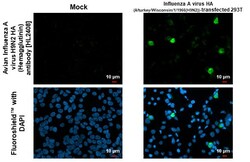 Invitrogen Influenza A H9N2 HA (A/turkey/Wisconsin/1/1966) Recombinant