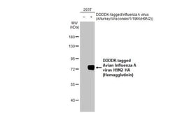 Invitrogen Influenza A H9N2 HA (A/turkey/Wisconsin/1/1966) Recombinant