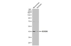 Invitrogen BCKDK Recombinant Rabbit Monoclonal Antibody (HL2710) 100 &mu;L;