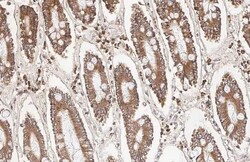 Invitrogen BCL-XL Recombinant Rabbit Monoclonal Antibody (HL2038) 100 &mu;L;
