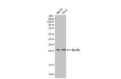 Invitrogen BCL-XL Recombinant Rabbit Monoclonal Antibody (HL2038) 100 &mu;L;