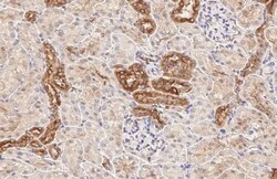 Invitrogen Beclin 1 Recombinant Rabbit Monoclonal Antibody (HL3130) 100