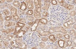 Invitrogen Beclin 1 Recombinant Rabbit Monoclonal Antibody (HL3130) 100