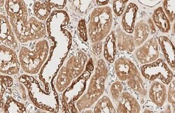 Invitrogen Beclin 1 Recombinant Rabbit Monoclonal Antibody (HL3130) 100