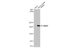 Invitrogen BRD4 Recombinant Rabbit Monoclonal Antibody (HL2729) 100 &mu;L;