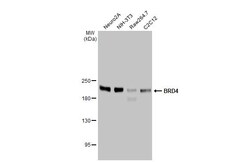 Invitrogen BRD4 Recombinant Rabbit Monoclonal Antibody (HL2729) 100 &mu;L;