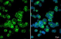 Invitrogen C3a Receptor Recombinant Rabbit Monoclonal Antibody (HL2744)