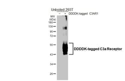 Invitrogen C3a Receptor Recombinant Rabbit Monoclonal Antibody (HL2744)