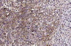 Invitrogen C3a Receptor Recombinant Rabbit Monoclonal Antibody (HL2831)