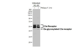 Invitrogen C3a Receptor Recombinant Rabbit Monoclonal Antibody (HL2831)
