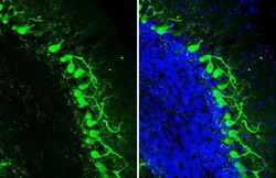 Invitrogen Calbindin D28K Recombinant Rabbit Monoclonal Antibody (HL2378)