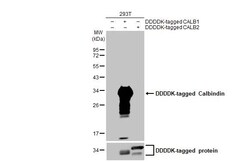 Invitrogen Calbindin D28K Recombinant Rabbit Monoclonal Antibody (HL2378)