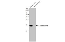 Invitrogen Calcineurin B Recombinant Rabbit Monoclonal Antibody (HL2419)