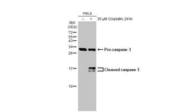 Invitrogen Caspase 3 Recombinant Rabbit Monoclonal Antibody (HL1370) 100