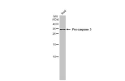 Invitrogen Caspase 3 Recombinant Rabbit Monoclonal Antibody (HL1370) 100