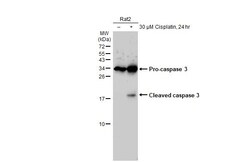 Invitrogen Caspase 3 Recombinant Rabbit Monoclonal Antibody (HL1370) 100