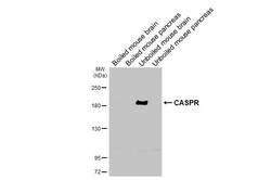 Invitrogen CNTNAP1 Recombinant Rabbit Monoclonal Antibody (HL3160) 100