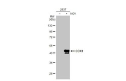Invitrogen NOV Recombinant Rabbit Monoclonal Antibody (HL2416) 100 &mu;L;