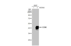 Invitrogen NOV Recombinant Rabbit Monoclonal Antibody (HL2726) 100 &mu;L;