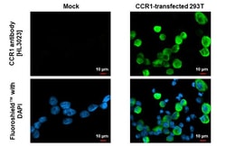 Invitrogen CCR1 Recombinant Rabbit Monoclonal Antibody (HL3023) 100 &mu;L;