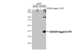 Invitrogen CCR1 Recombinant Rabbit Monoclonal Antibody (HL3023) 100 &mu;L;