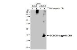 Invitrogen CCR1 Recombinant Rabbit Monoclonal Antibody (HL3034) 100 &mu;L;