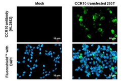 Invitrogen CCR10 Recombinant Rabbit Monoclonal Antibody (HL2852) 100 &mu;L;