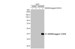 Invitrogen CCR10 Recombinant Rabbit Monoclonal Antibody (HL2852) 100 &mu;L;