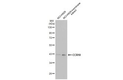 Invitrogen CCR10 Recombinant Rabbit Monoclonal Antibody (HL2852) 100 &mu;L;