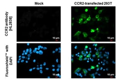 Invitrogen CCR2 Recombinant Rabbit Monoclonal Antibody (HL2838) 100 &mu;L;