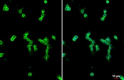 Invitrogen CD11b Recombinant Rabbit Monoclonal Antibody (HL3095) 100 &mu;L;