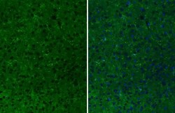 Invitrogen CD11b Recombinant Rabbit Monoclonal Antibody (HL3097) 100 &mu;L;