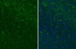 Invitrogen CD11b Recombinant Rabbit Monoclonal Antibody (HL3097) 100 &mu;L;