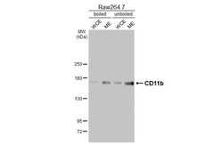 Invitrogen CD11b Recombinant Rabbit Monoclonal Antibody (HL3097) 100 &mu;L;