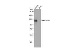 Invitrogen CD133 Recombinant Rabbit Monoclonal Antibody (HL1271) 100 &mu;L;