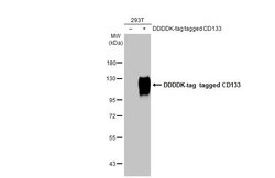 Invitrogen CD133 Recombinant Rabbit Monoclonal Antibody (HL1271) 100 &mu;L;