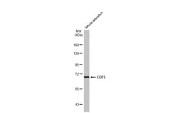Invitrogen CD73 Recombinant Rabbit Monoclonal Antibody (HL2493) 100 &mu;L;