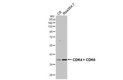 Invitrogen CDK4/CDK6 Recombinant Rabbit Monoclonal Antibody (HL2323) 100