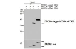 Invitrogen CDK4/CDK6 Recombinant Rabbit Monoclonal Antibody (HL2323) 100