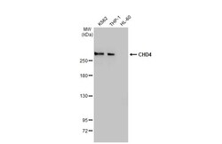 Invitrogen CHD4 Recombinant Rabbit Monoclonal Antibody (HL1798) 100 &mu;L;
