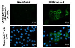 Invitrogen Chikungunya Virus NSP4 (S27-African prototype) Recombinant Rabbit