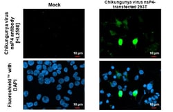 Invitrogen Chikungunya Virus NSP4 (S27-African prototype) Recombinant Rabbit