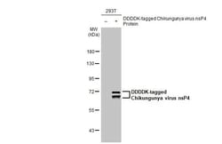 Invitrogen Chikungunya Virus NSP4 (S27-African prototype) Recombinant Rabbit