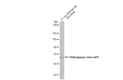 Invitrogen Chikungunya Virus NSP4 (S27-African prototype) Recombinant Rabbit