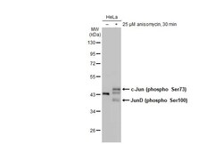 Invitrogen Phospho-c-Jun (Ser73) Recombinant Rabbit Monoclonal Antibody