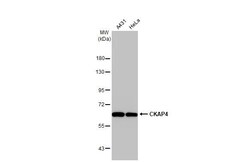 Invitrogen CKAP4 Recombinant Rabbit Monoclonal Antibody (HL2562) 100 &mu;L;